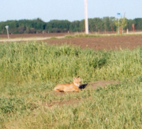 fox cub